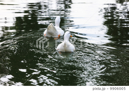 two white ducks two white ducks 9906005