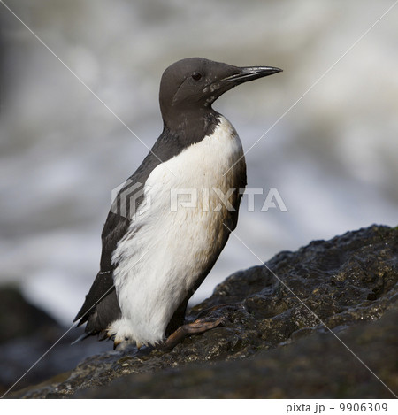Common Murre or Common Guillemot (Uria aalge) 9906309
