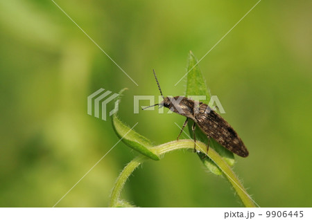 シモフリコメツキ シモフリコメツキ 9906445