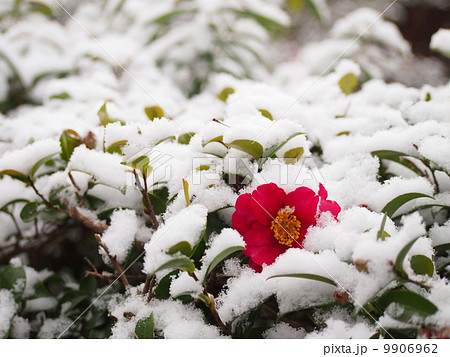 椿の花と雪の写真素材