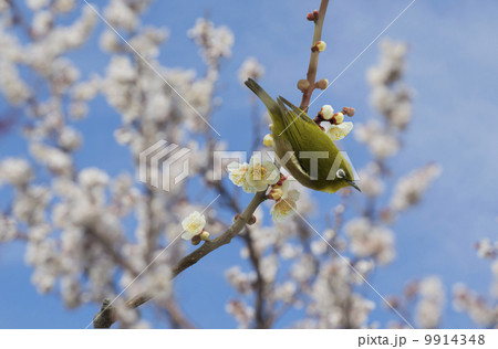 メジロと梅の花 9914348