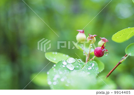 ジューンベリー 9914405