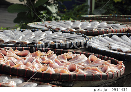Snakeskin gourami fish drying in the outside Snakeskin gourami fish drying in the outside 9914455