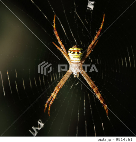 White spider wait with woven web spider 9914561