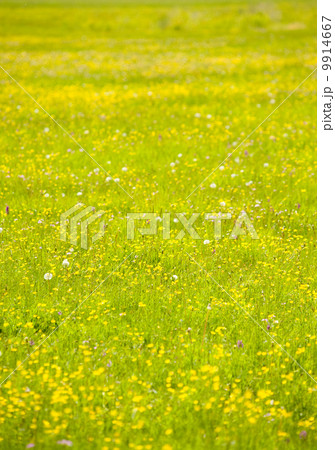 flower meadow 9914667