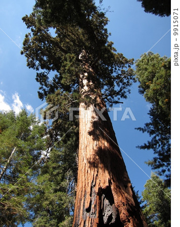 米国　ヨセミテ国立公園　巨大セコイアの森　ジャイアントセコイア 9915071