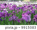 花菖蒲 9915083