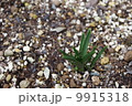 芽吹き 9915318