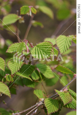日向水木の花のあと　新芽もまた美しく・・・ 9915361