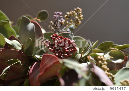 ユーカリポポラス ユーカリポポラス 9915437