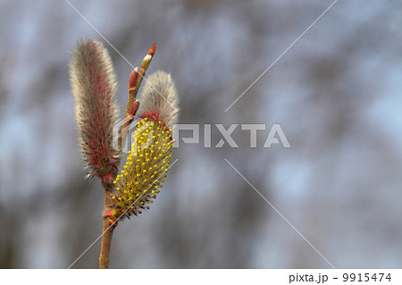 ピンクネコヤナギの花 9915474