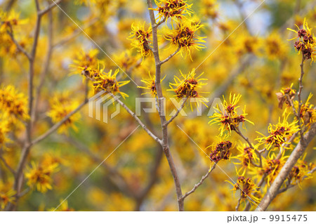 シナマンサク 9915475