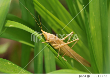 クビキリギス褐色型 9915568