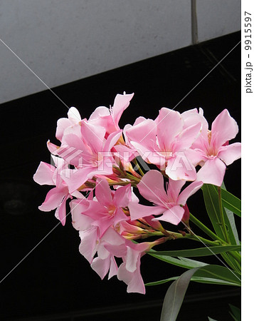 桃色のキョウチクトウの花 9915597