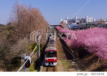 河津桜と電車 9915648