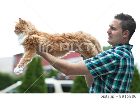 Yellow Maine Coon Cat 9915886