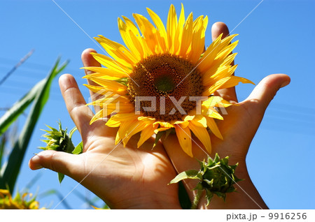 Sunflower with a leaf - clear summer blue sky. 9916256