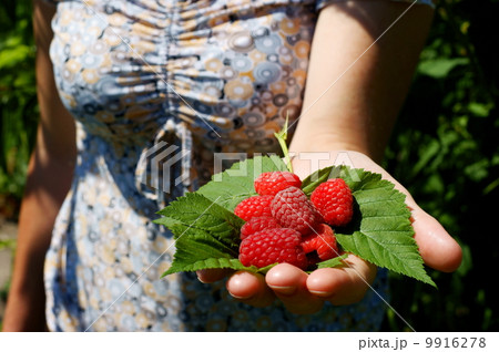 Forest raspberry on the woman hand Forest raspberry on the woman hand 9916278