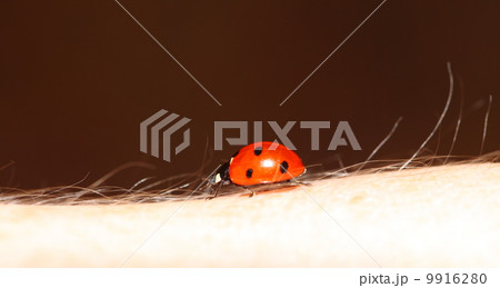 ladybug ladybird on woman hand 9916280