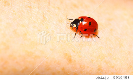ladybug ladybird on hand nature spring 9916493