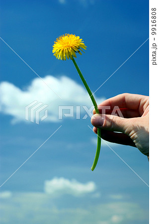 Hand with yellow dandelions. Hand with yellow dandelions. 9916808