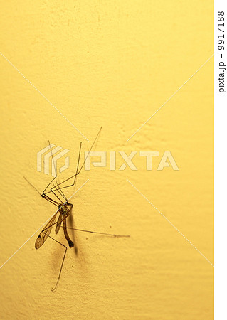 mosquito sitting on wall indoor 9917188