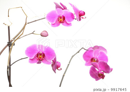 Phalaenopsis. Purple orchid on white background 9917645
