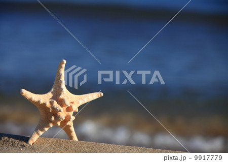 Starfish on beach at ocean background Starfish on beach at ocean background 9917779