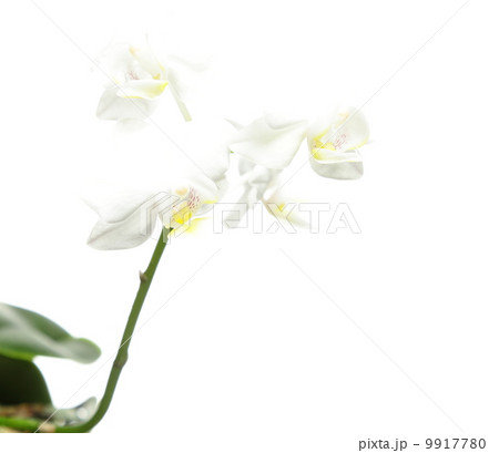 White orchid on white White orchid on white 9917780