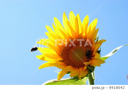 Sunflower with a leaf - clear summer blue sky. 9918042
