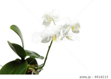 White orchid on white White orchid on white 9918215