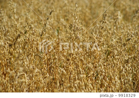 Wheat Wheat 9918329