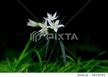 センブリ 9918385