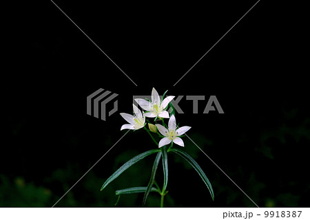 センブリ 9918387