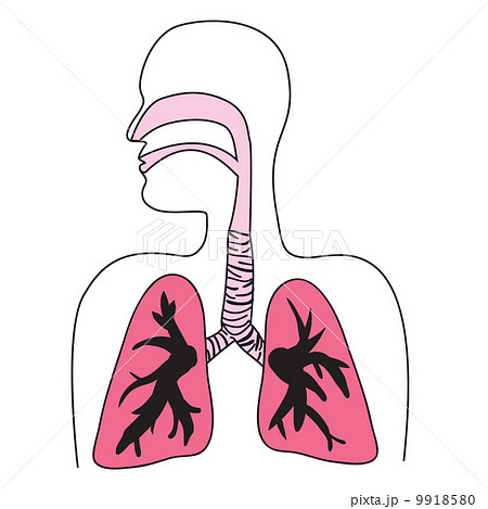 human respiratory system diagram