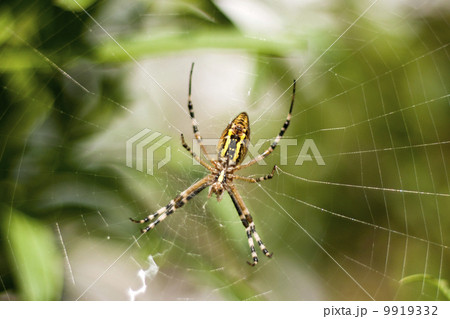 ナガコガネグモのメス  9919332