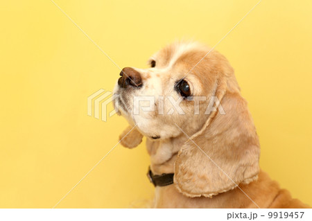 Cocker Spaniel 9919457