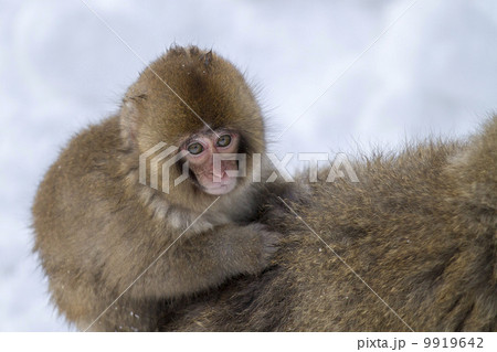 長野県 地獄谷温泉 猿 長野県 地獄谷温泉 猿 9919642