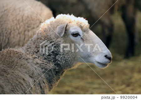 羊 羊 9920004