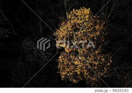 晩秋の森 山影にダケカンバの黄葉が浮かぶ 晩秋の森 山影にダケカンバの黄葉が浮かぶ 9920193