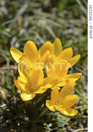 クロッカス（花サフラン） 9920292