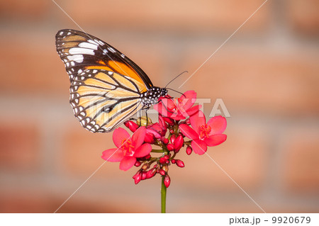Butterfly and flower 9920679