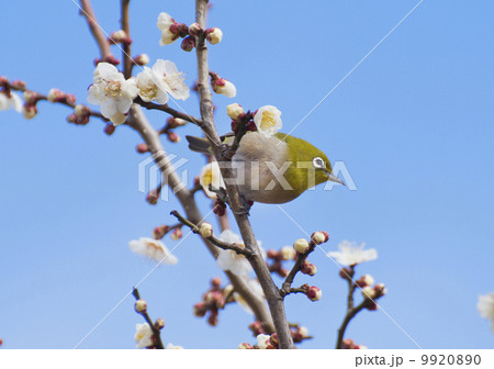 メジロと梅の花 9920890