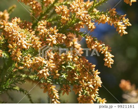 杉の雄花 9921161