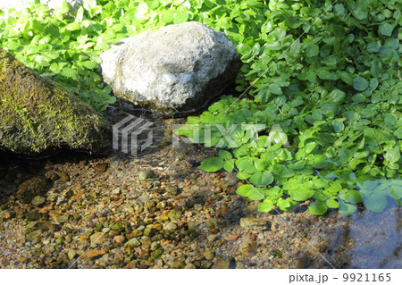 湧水池のクレソン 湧水池のクレソン 9921165