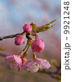 河津桜 9921248
