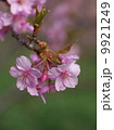河津桜 9921249