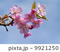 河津桜 9921250