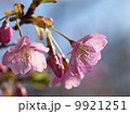 河津桜 9921251