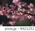 河津桜 9921252